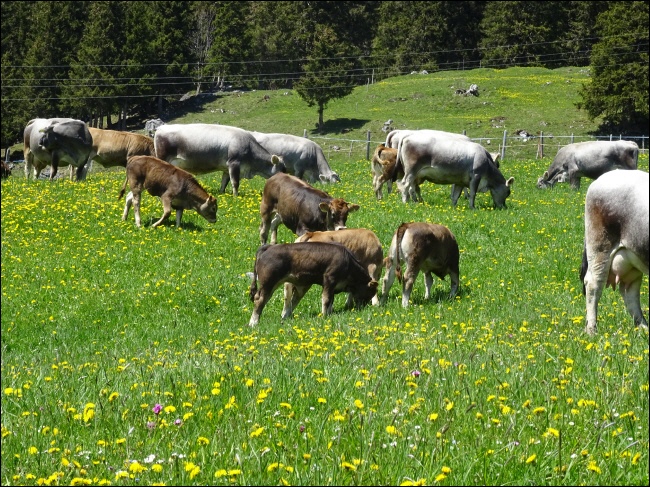 Wir produzieren sehr tier- und umweltfreundliche regionale Bio-Jungrind, Lmmer aus Uri und verkaufen diese preiswert ber die Direktvermarktung