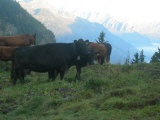 Unser Betrieb wird nach den Richtlinien von Bio Suisse und Kag Freiland bewirtschaftet. Im Sommer gehen alle Tiere auf die Alp. Dadurch bieten wir im Herbst Bio Alplmmer an.