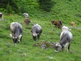 Unser Betrieb wird nach den Richtlinien von Bio Suisse und Kag Freiland bewirtschaftet. Im Sommer gehen alle Tiere auf die Alp. Dadurch bieten wir im Herbst Bio Alplmmer an.