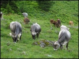 Unser Betrieb wird nach den Richtlinien von Bio Suisse und Kag Freiland bewirtschaftet. Im Sommer gehen alle Tiere auf die Alp. Dadurch bieten wir im Herbst Bio Alplmmer an.